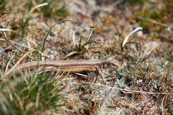 Eine kleine Eidechse
